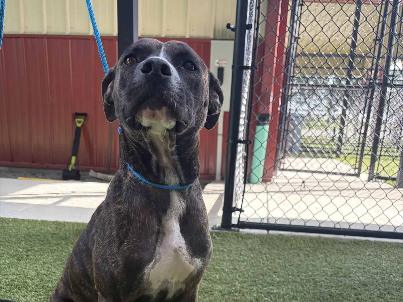 Behavior Modification at Canine Nation