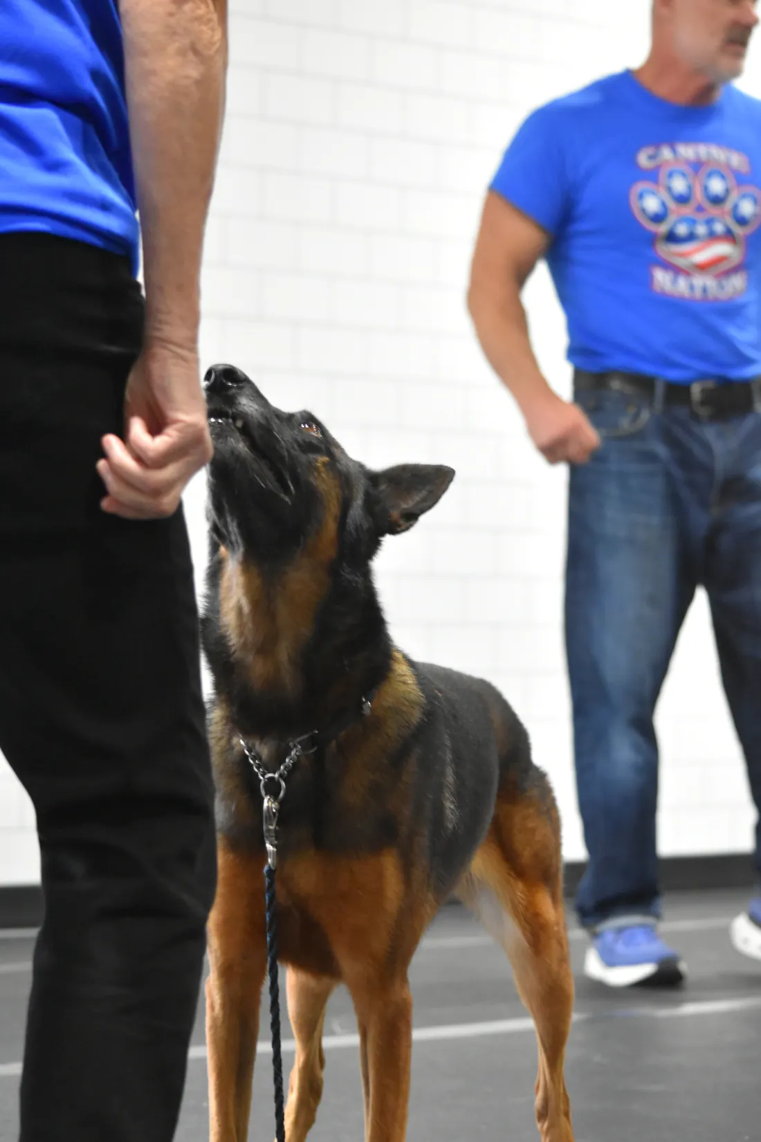 A German Shepherd holding focus on its handler during a group class