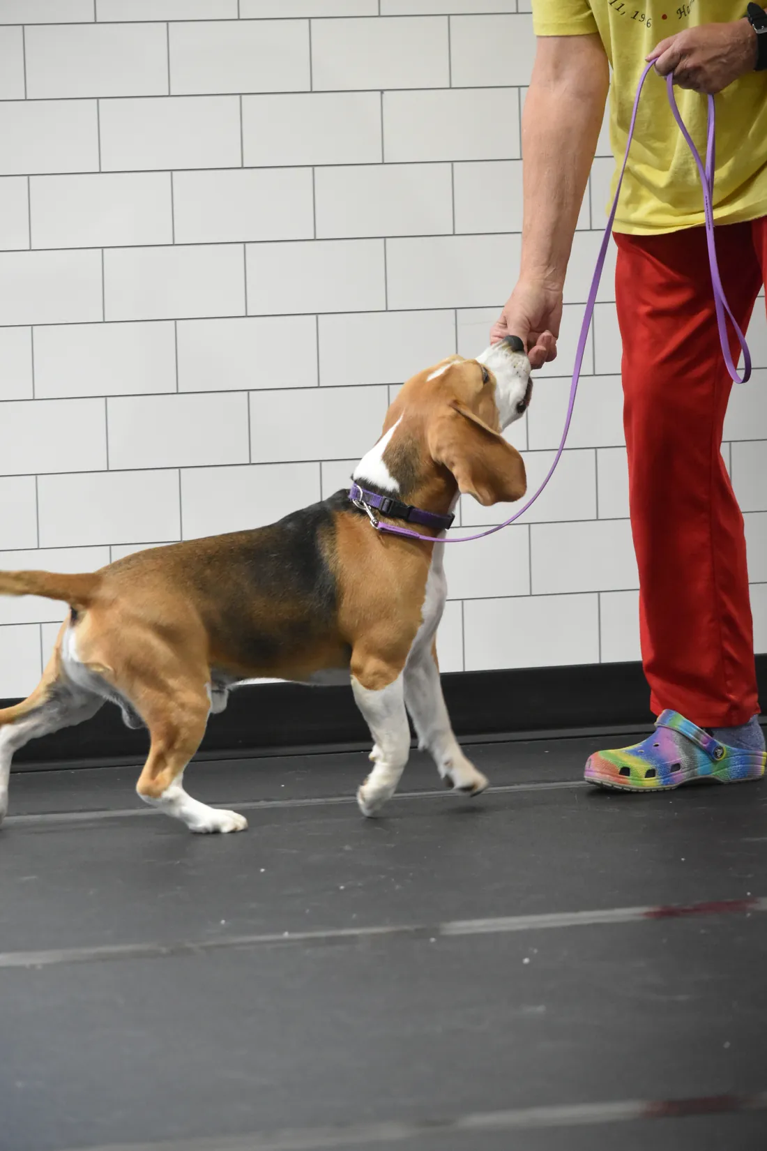Leash work with a beagle during an obedience class