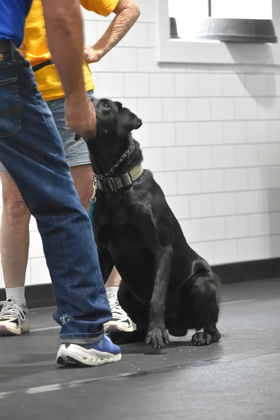 A black lab holding a sit beside its owner in class