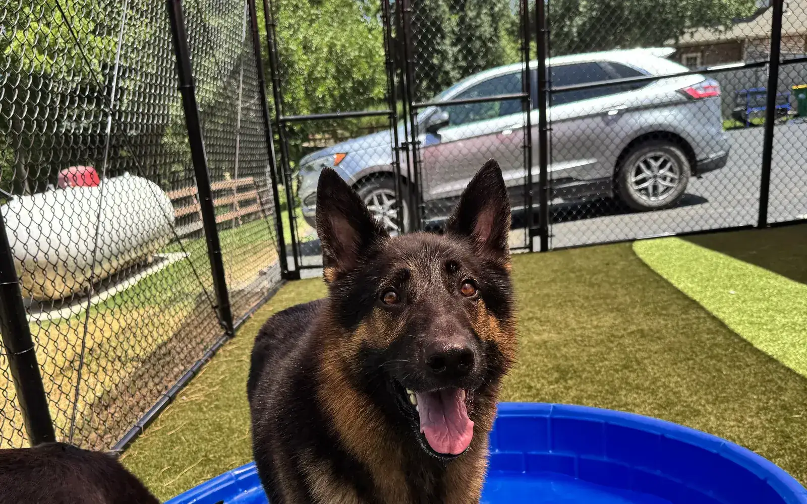Boarding & Daycare at Canine Nation