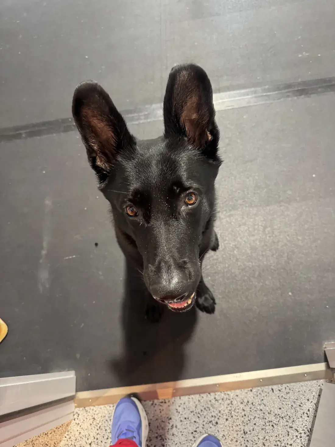 A dog settled in the outdoor kennel yard during behavior work
