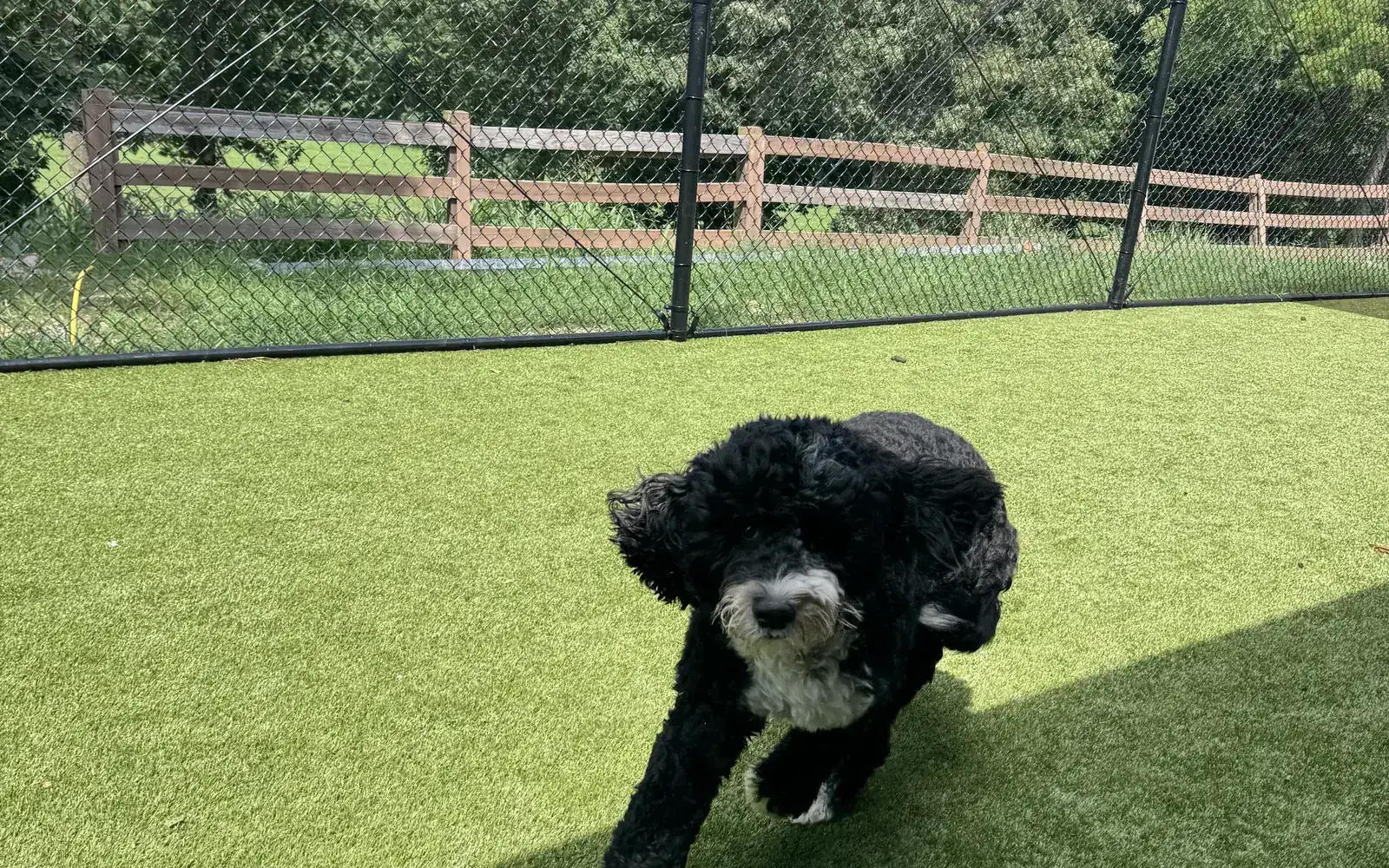 Board & Train at Canine Nation