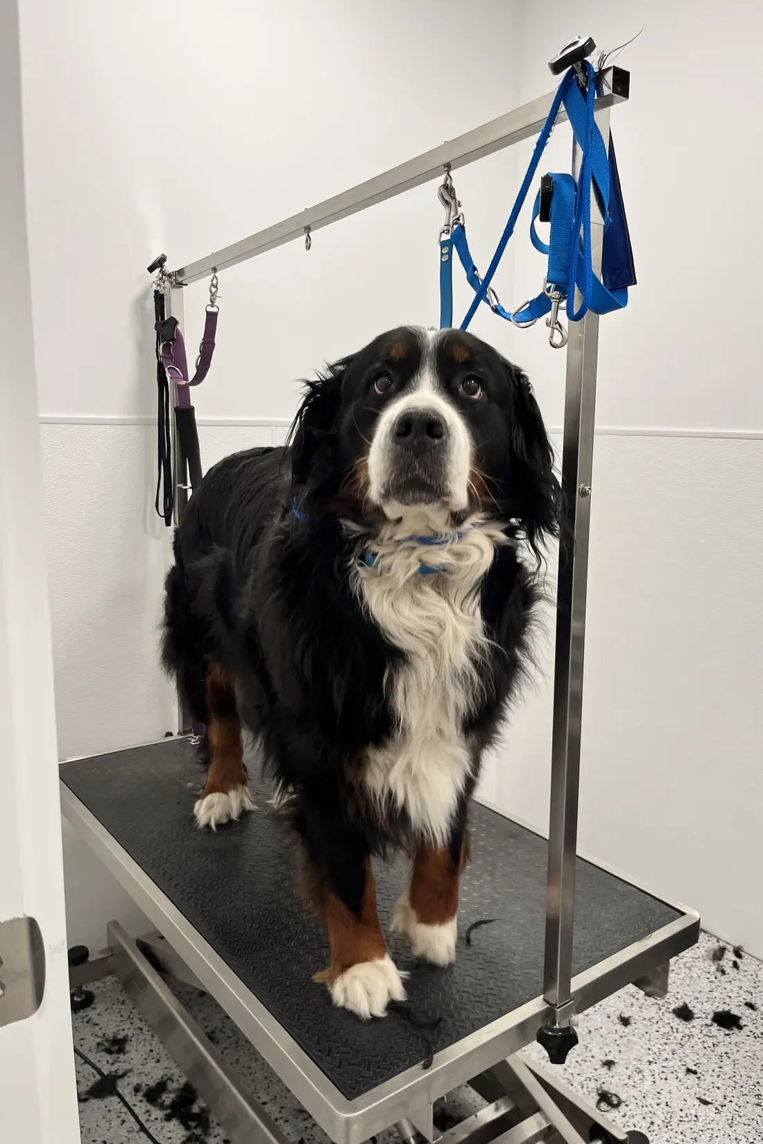A Bernese Mountain Dog groomed and brushed out at Canine Nation