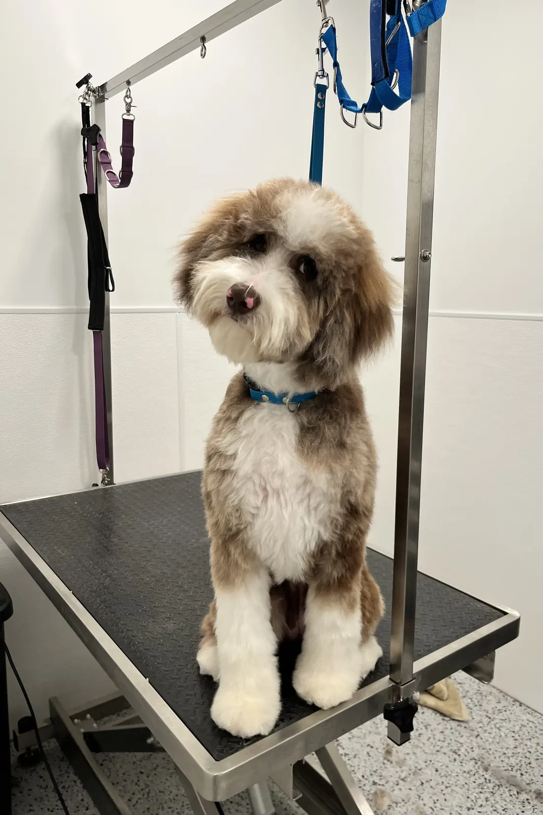 A doodle on the grooming table after a bath and trim at Canine Nation