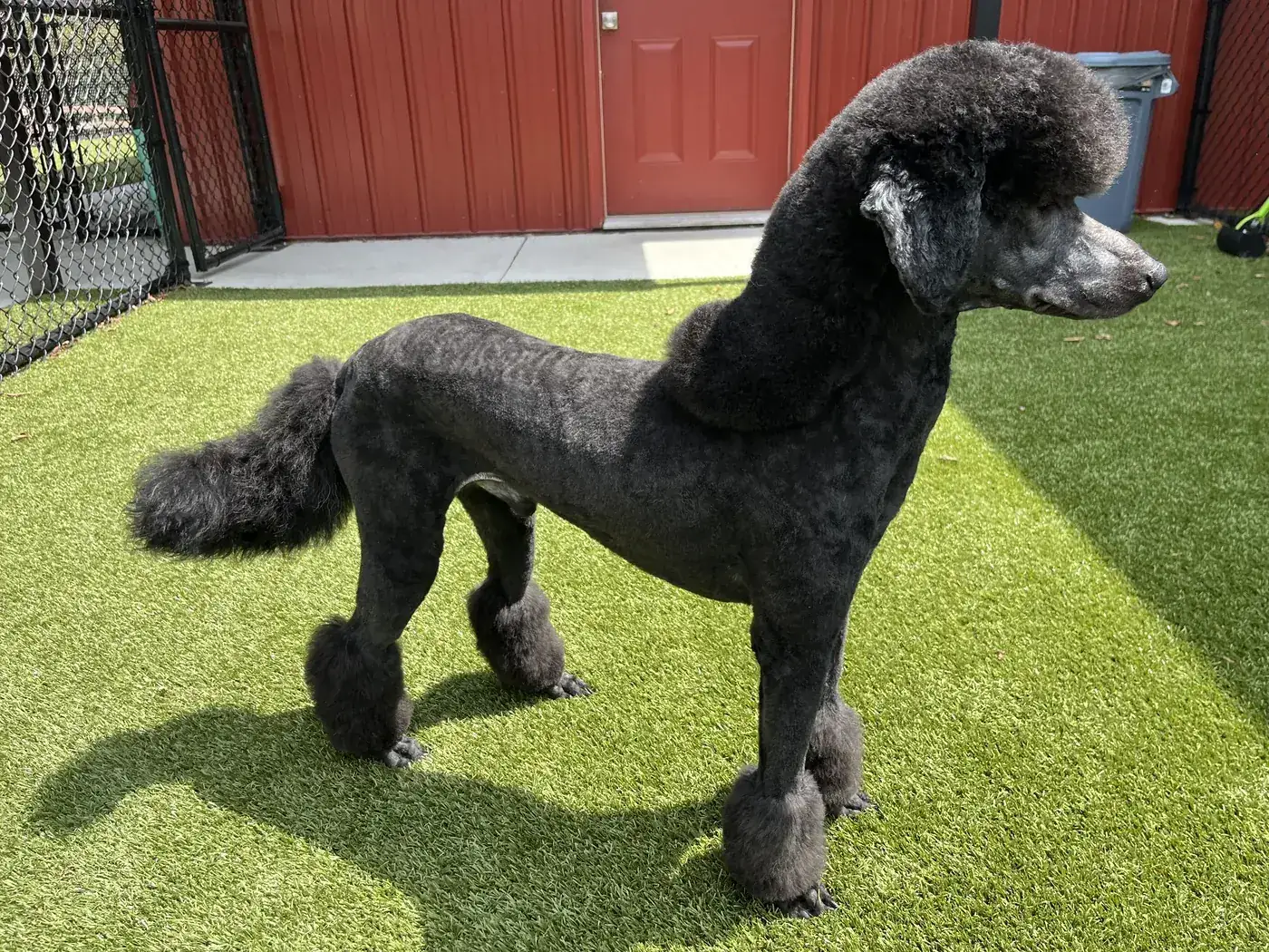 Grooming & Vet Services at Canine Nation
