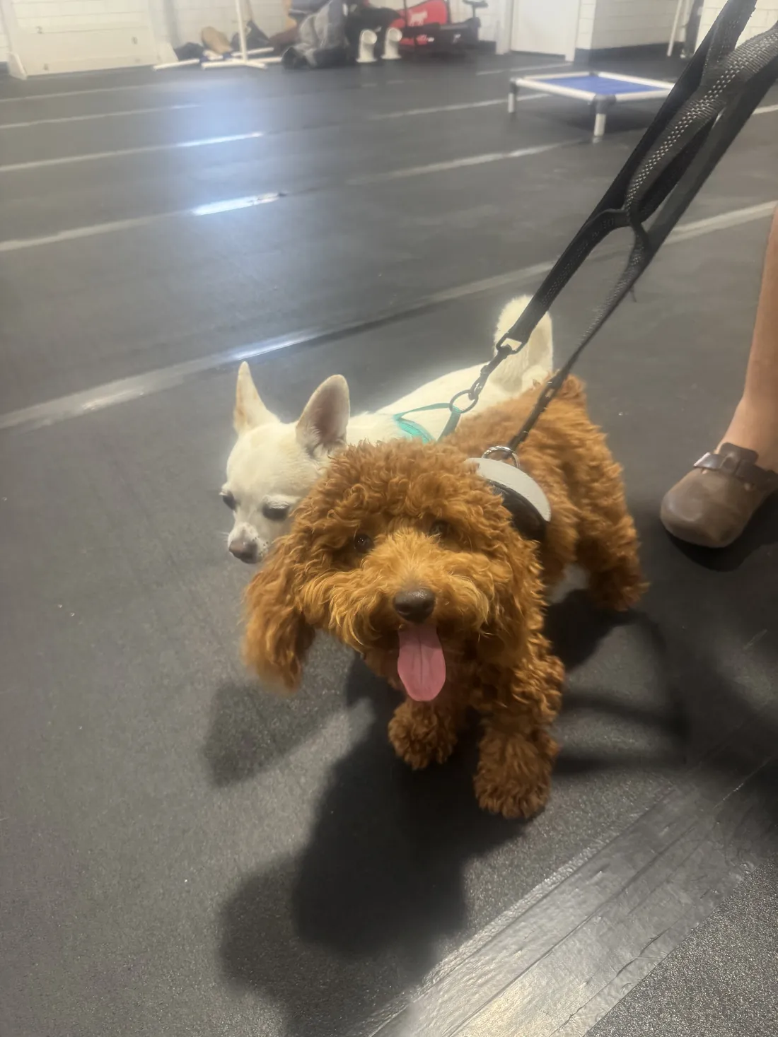 A freshly groomed poodle walking out after a Canine Nation groom