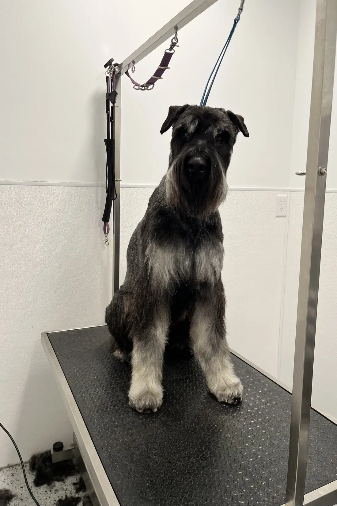 A Schnauzer on the grooming table after a breed trim at Canine Nation