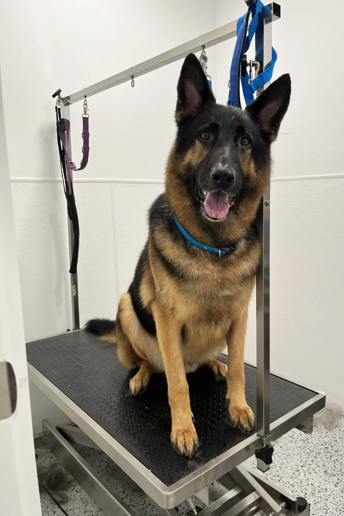 A German Shepherd on the grooming table after a bath and de-shed at Canine Nation