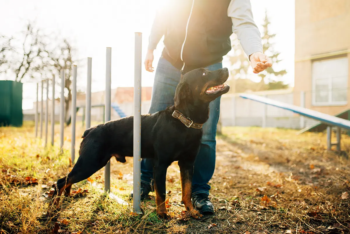 Private Lessons at Canine Nation