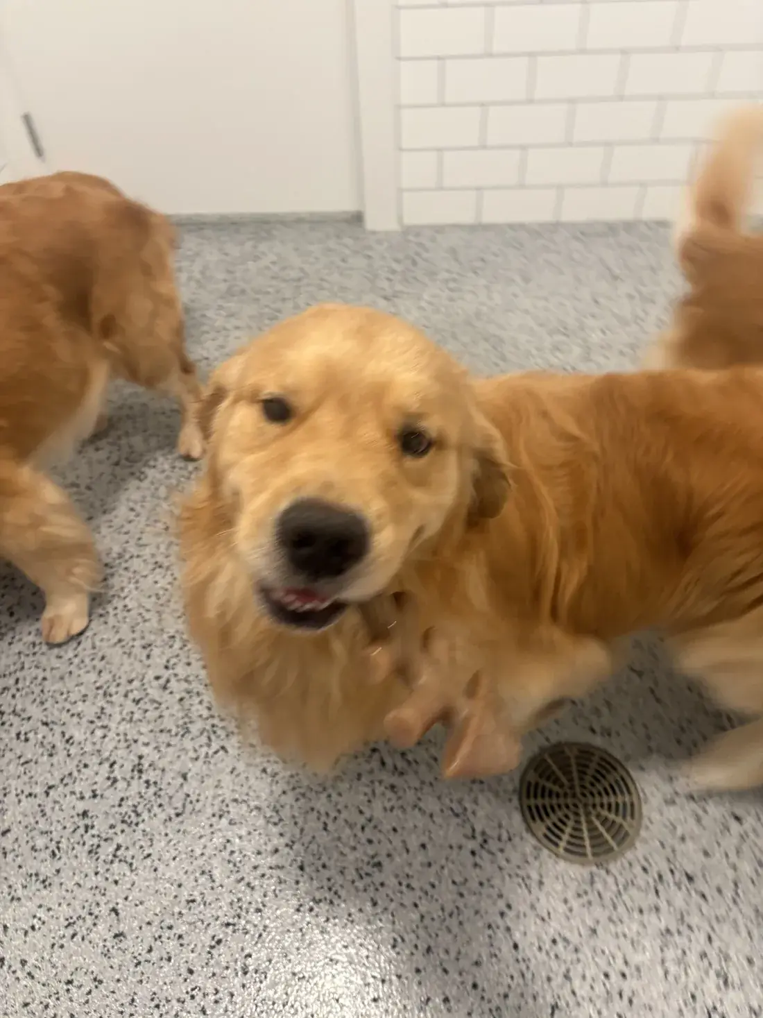 A dog waiting for its handler during a training session